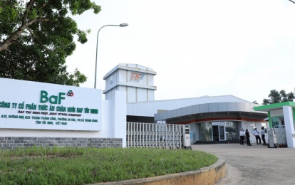 Nông nghiệp BAF Việt Nam lãi gấp 5 lần trong quý II, sản lượng heo 6 tháng đạt 330.000 con